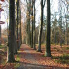 Sentiers dans la forêt Hooggoed