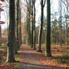 Wandelpad in bos Hooggoed