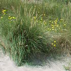 El mar en Westende