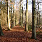 Sentiers dans la forêt Hooggoed